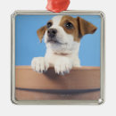 Search for jack russell christmas tree decorations Animals