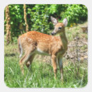 Search for white tail deer stickers Fawn