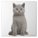 Search for british shorthair gifts Cute