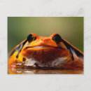 Search for frog lover postcards Nature