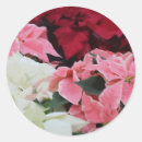 Search for red poinsettia stickers Flower