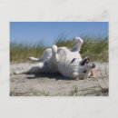 Search for yellow labrador retriever postcards Dog