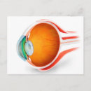 Search for human eye postcards Optic nerves