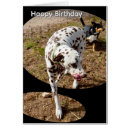Search for dalmatian birthday cards Spotty