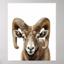 Search for big horn Animal