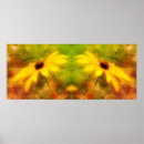 Search for black eyed susan Daisy