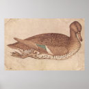 Search for pisanello posters Bird