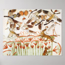 Search for fowls posters Ducks