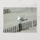 Search for gulls postcards Ocean
