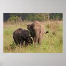 Search for indian elephant posters Adult