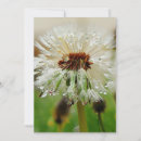 Search for seed pod cards Flower