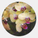 Search for yellow orchid stickers Flower