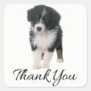 Search for australian shepherds stickers Dog