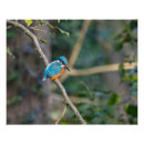 Search for kingfisher posters Birds