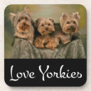 Search for yorkshire coasters Puppies