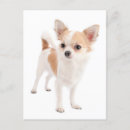 Search for long dog cards Puppy