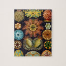 Search for marine life puzzles Ernst haeckel