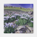 Search for alpine meadow magnets Mountain