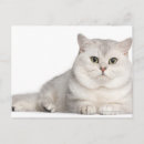Search for front postcards Cute