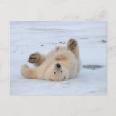 Search for ursus postcards Wildlife