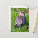 Search for flickering postcards Woodpecker