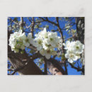 Search for clusters postcards Nature