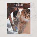 Search for scottish fold postcards Cute
