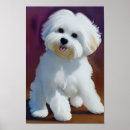 Search for havanese posters Bichon