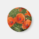 Search for poppies magnets Blossom