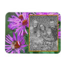 Search for aster magnets Floral