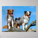 Search for australian shepherd puppy posters Puppies