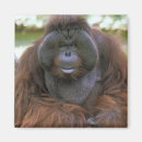 Search for orangutans magnets Pongo pygmaeus
