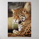 Search for jaguars photography Wild