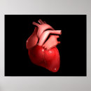 Search for human heart art Ventricle