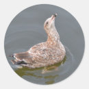 Search for gull stickers Water