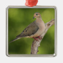 Search for mourning doves christmas tree decorations Zenaida macroura