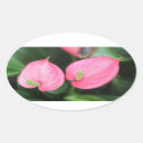 Search for anthurium stickers Flower