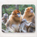 Search for nosed mousepads Wildlife