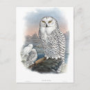 Search for ornithology postcards Gould