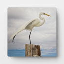 Search for wild plaques Bird