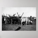 Search for herding posters Reindeer