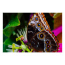 Search for blue morpho butterfly posters Flower