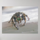 Search for jumping spider posters Insect