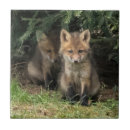 Search for sister coasters Nature