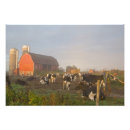 Search for holstein dairy cow posters Cattle