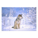 Search for timber wolf art Canis lupus