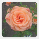 Search for single stickers Nature