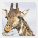 Search for kruger stickers Horizontal