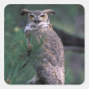 Search for horned owl stickers Birds of prey