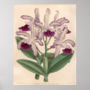 Search for cattleya orchid posters Botanical